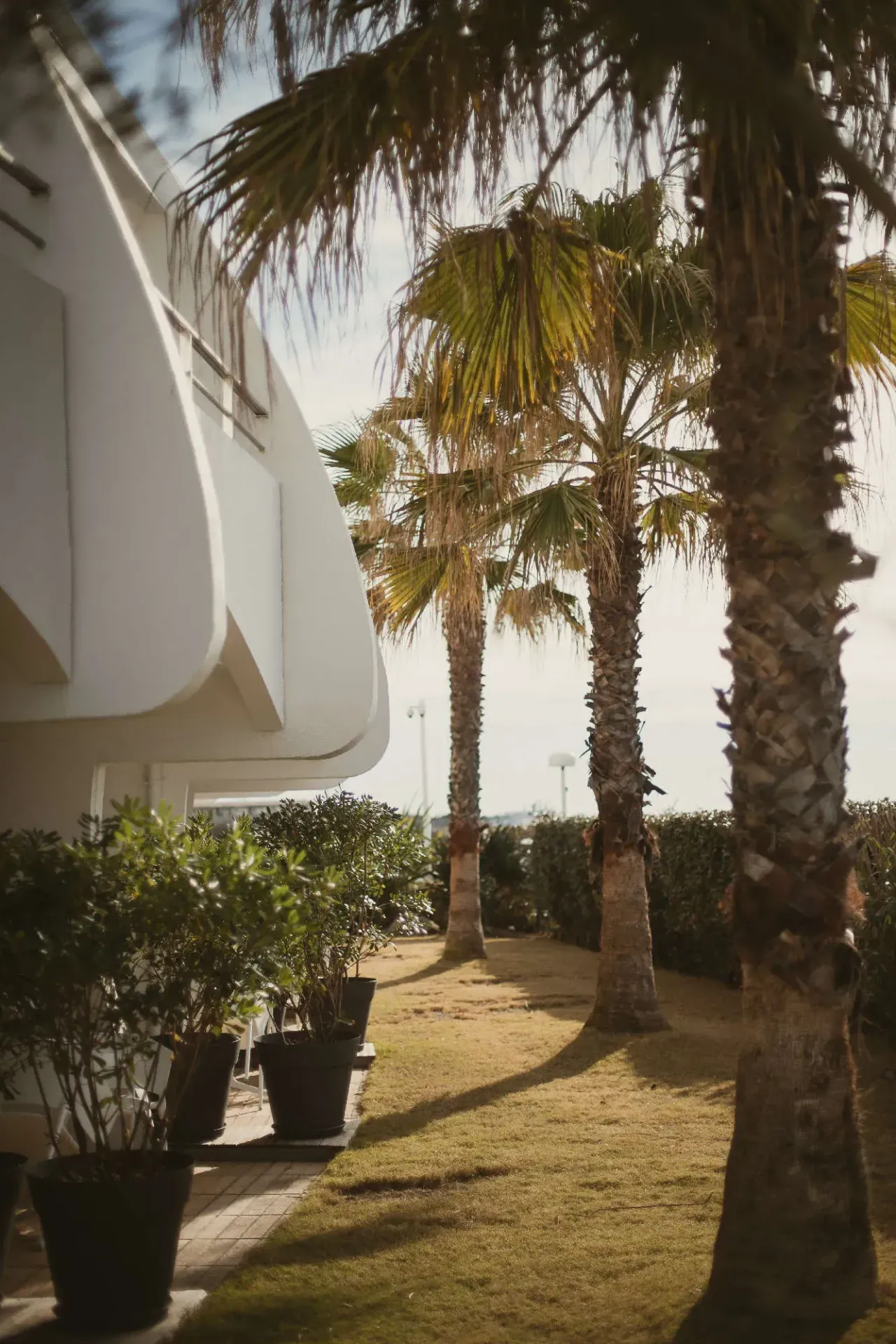 Palmiers alignés près d'un bâtiment moderne.